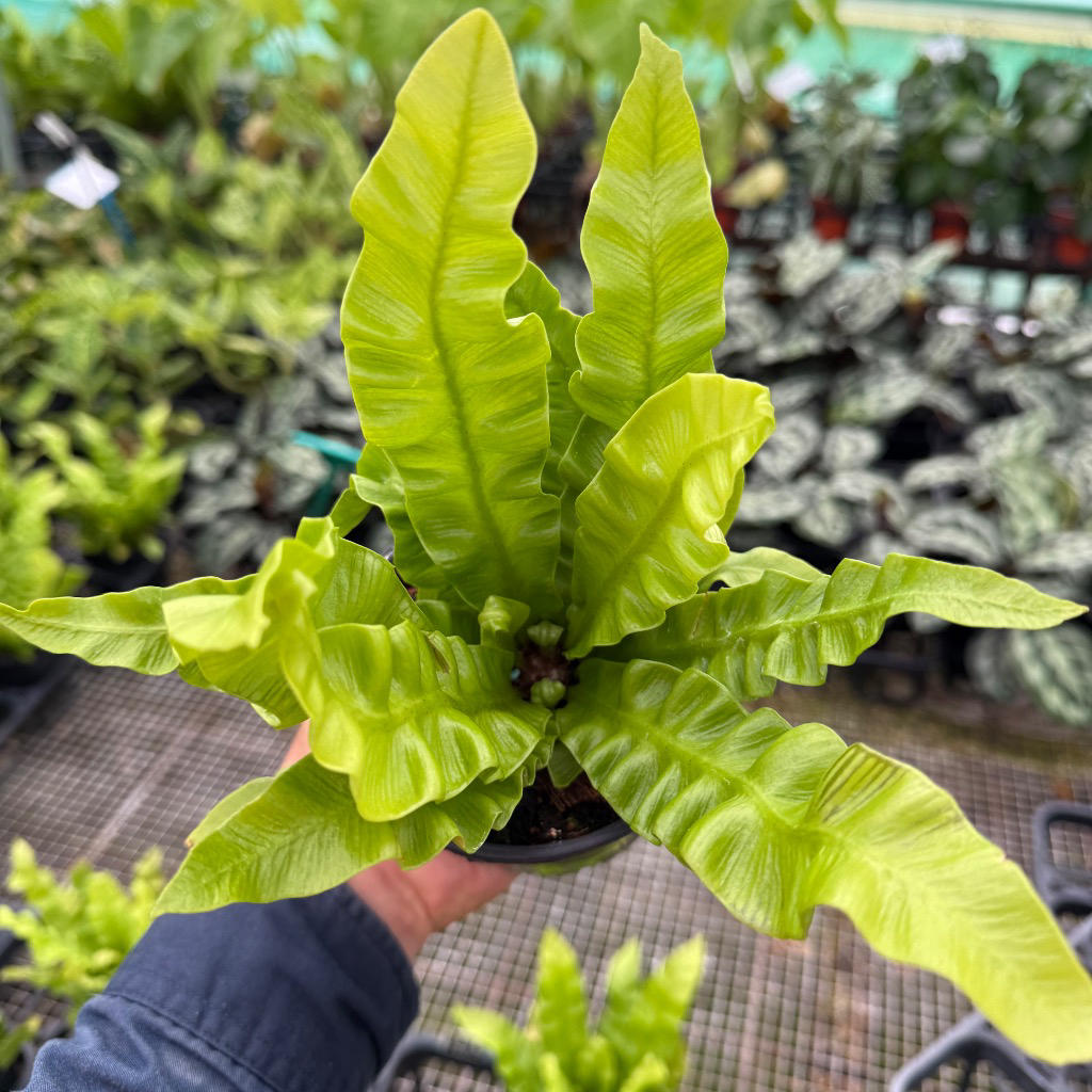 Asplenium nidus ‘Crispy Wave’ (Bird’s Nest Fern)