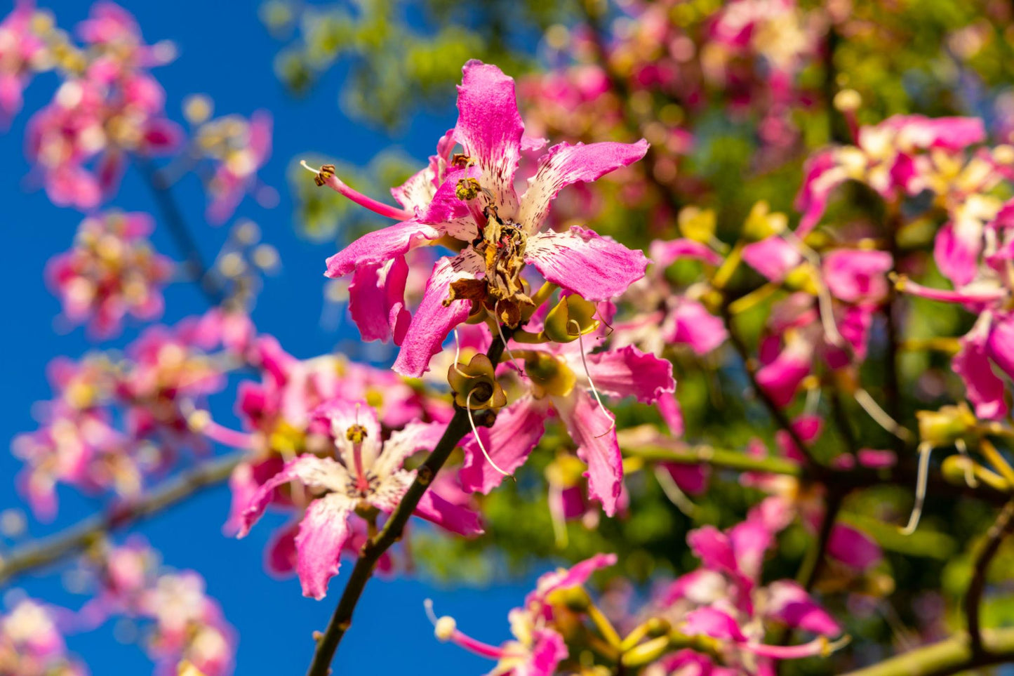 Ceiba Speciosa (Silk Floss Tree)