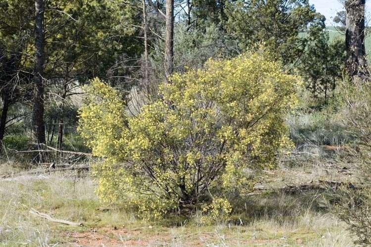 Acacia Parramattensis (Parramatta Wattle)