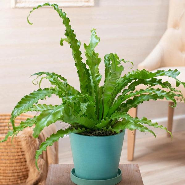 Asplenium Antiquum ‘Victoria’ (Crested Japanese Bird’s Nest Fern)