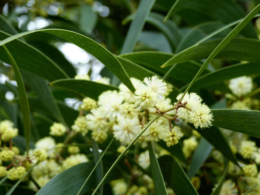 Acacia Melanoxylon (Blackwood)