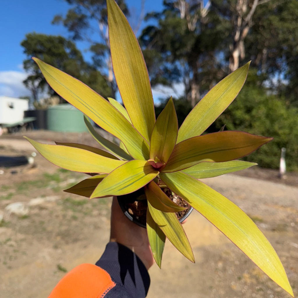 Tradescantia spathacea ‘Gold’ (Rhoeo)