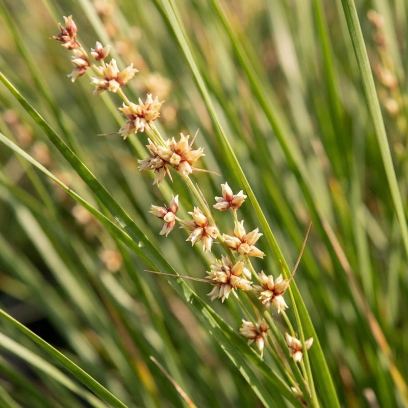 Lomandra longifolia (LL164) DALLIANCE®