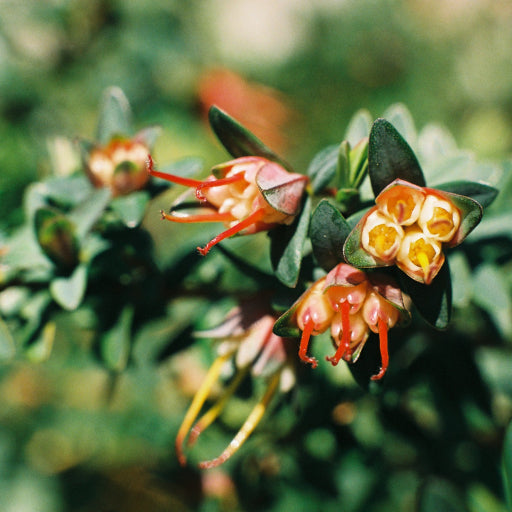 Darwinia citriodora – Lemon-scented Darwinia