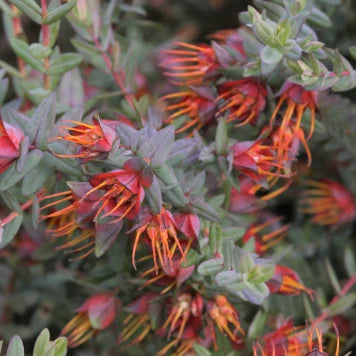 Darwinia citriodora ‘Prostrate’ – Prostrate Lemon-scented Darwinia