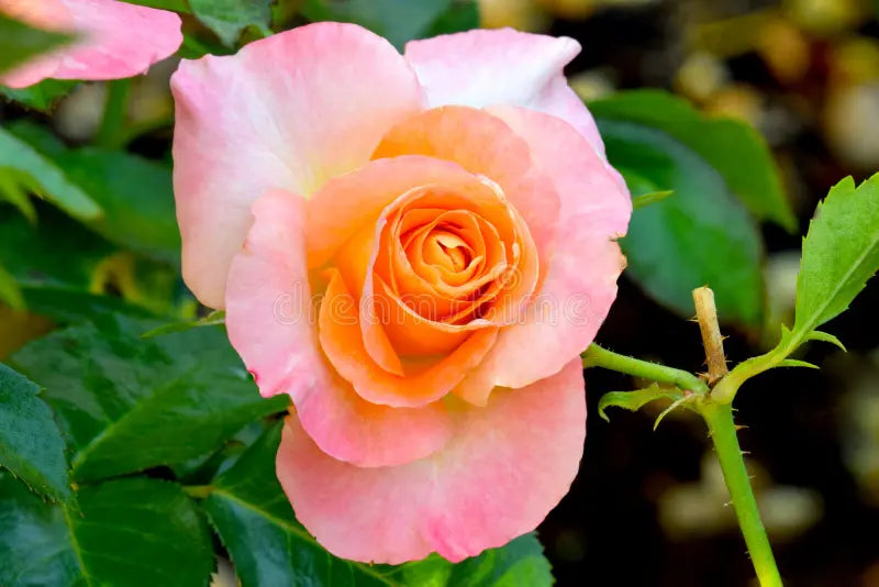 Rosa 'Daybreak' (Daybreak Grandiflora Rose)