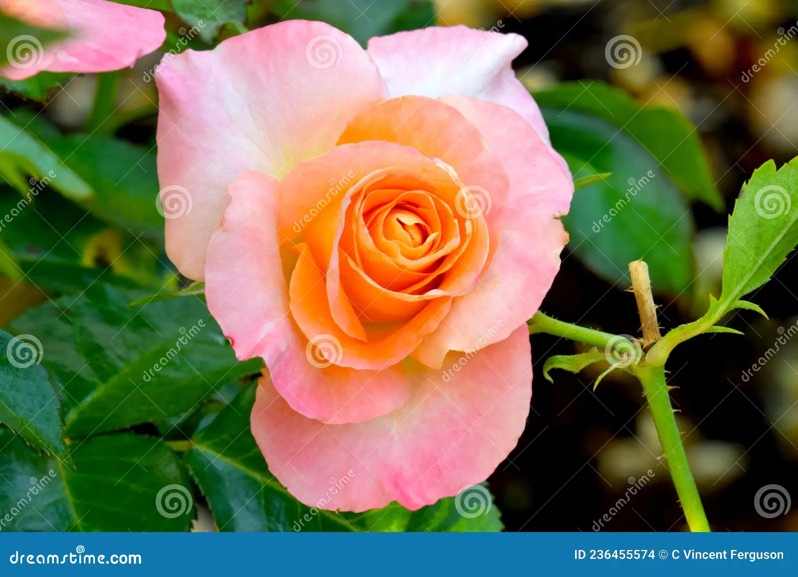 Rosa 'Daybreak' (Daybreak Grandiflora Rose)