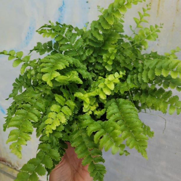 Nephrolepis Exaltata ‘Pom Pom’ (Pom Pom Boston Fern)