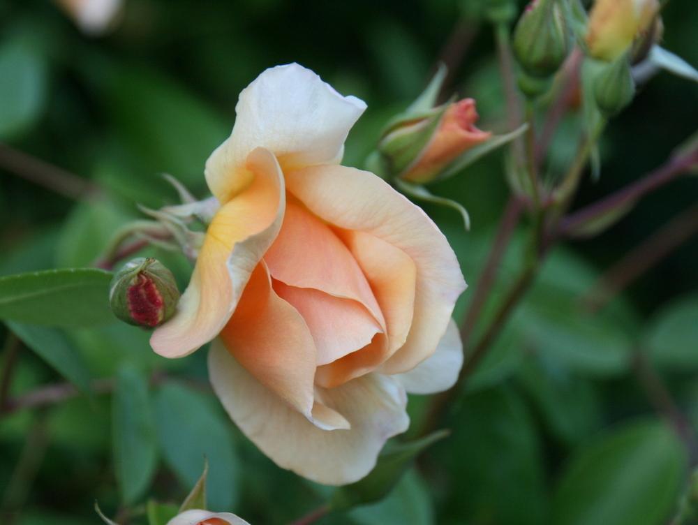 Rosa ‘Crépuscule’ (Crépuscule Noisette Rose)