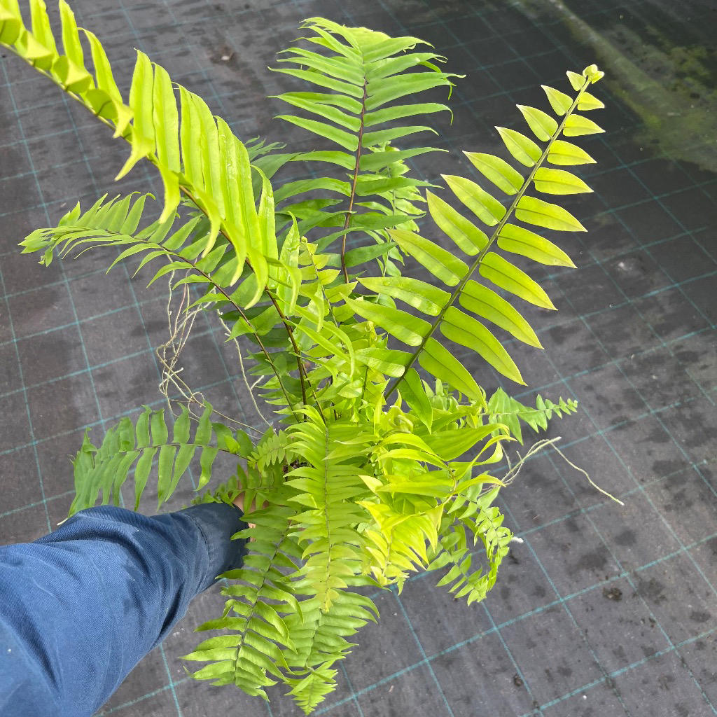 Nephrolepis Biserrata (Macho Hanging Baskets)
