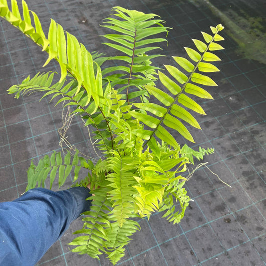 Nephrolepis Biserrata (Macho Hanging Baskets)