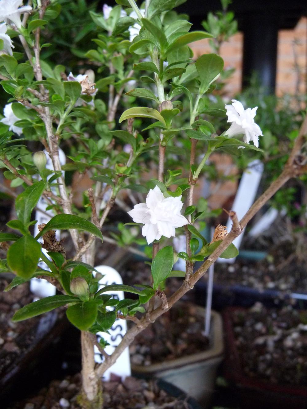Serissa Japonica ‘Flore Pleno’ (Double White Serissa)