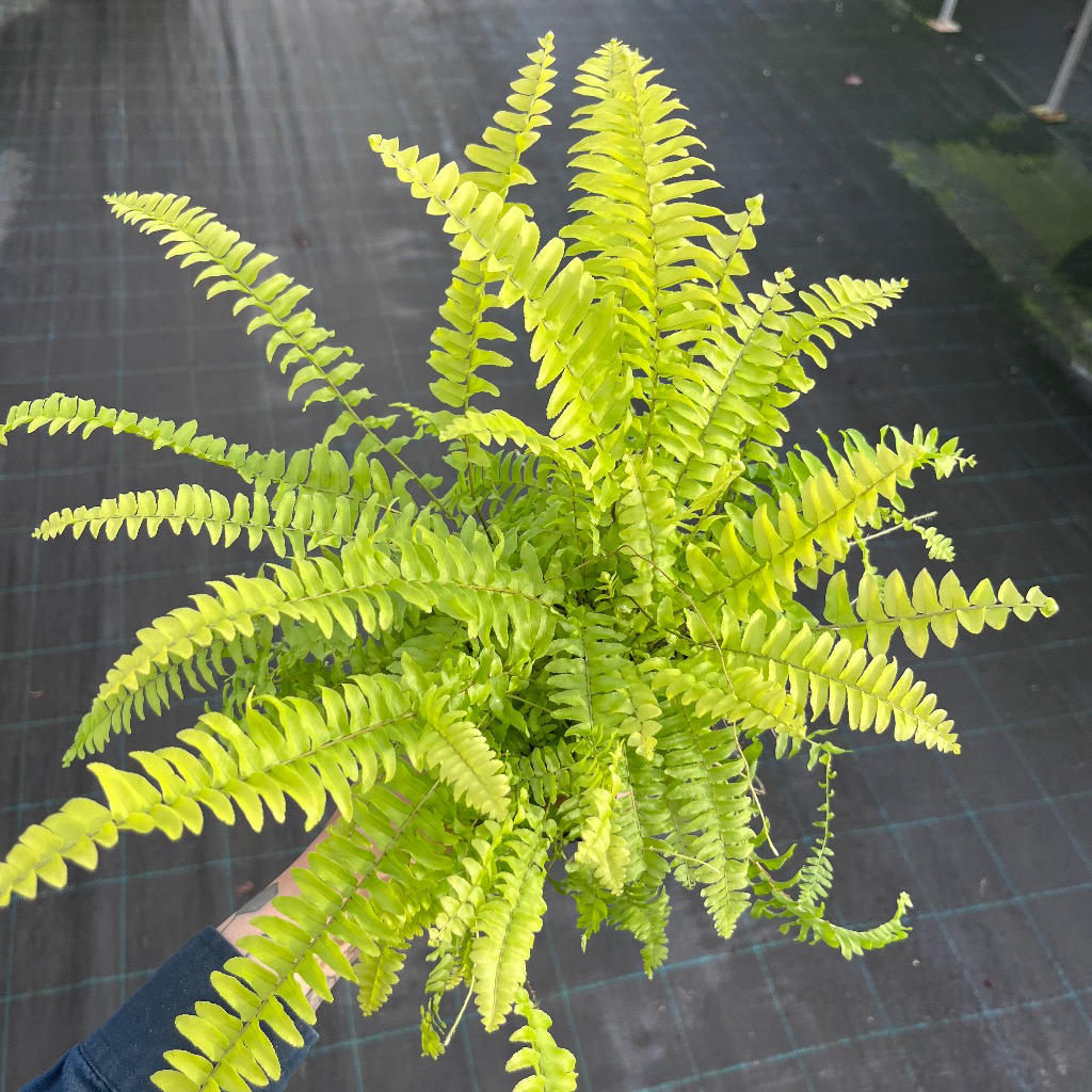 Nephrolepis exaltata ‘Blue Bell’ (Boston Fern)