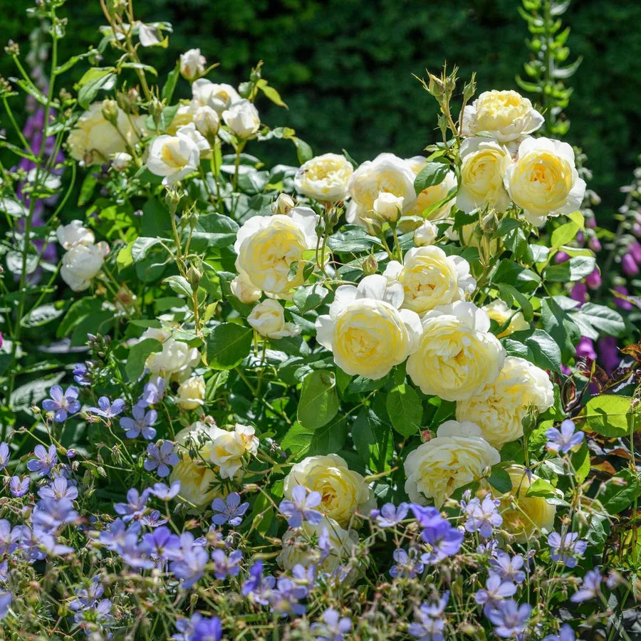 Rosa 'Vanessa Bell' (Vanessa Bell Rose)