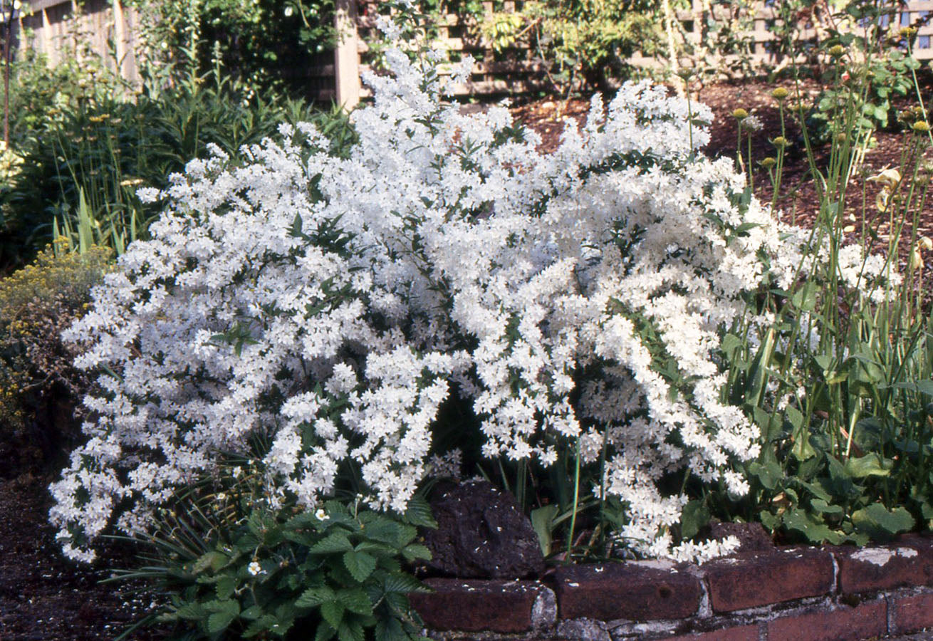 Deutzia Gracilis (Slender Deutzia)
