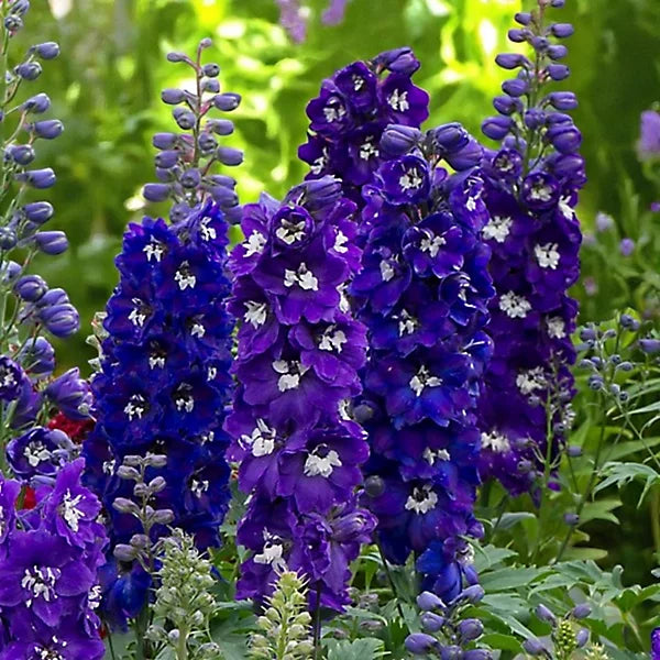 Delphinium elatum 'Dark Blue' (Dark Blue Delphinium)