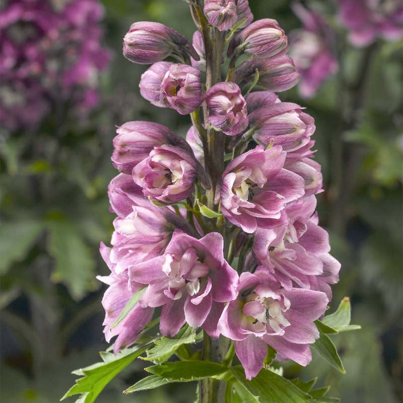 Delphinium elatum 'Delphina Rose White Bee' (Delphina Rose White Bee Delphinium)