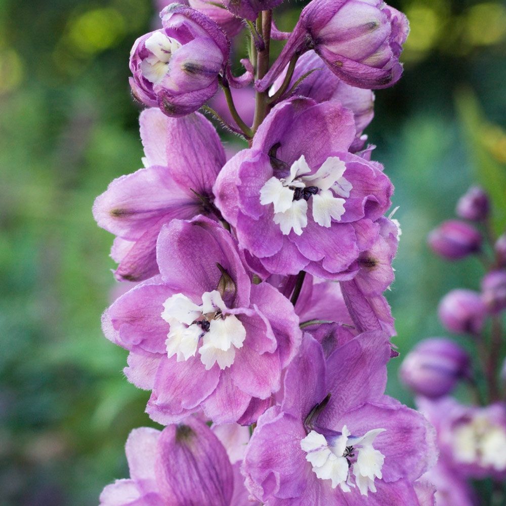 Delphinium 'Magic Fountain Cherry Blossom' (Magic Fountain Cherry Blossom Delphinium)