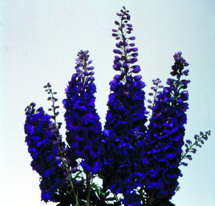 Delphinium elatum 'Dark Blue' (Dark Blue Delphinium)