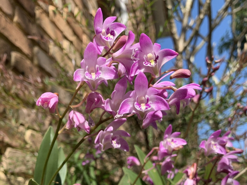 Dendrobium kingianum (Pink Rock Orchid)