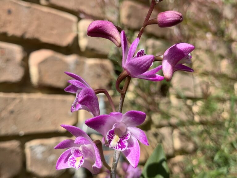 Dendrobium kingianum (Pink Rock Orchid)