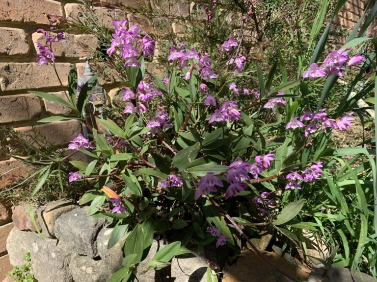 Dendrobium kingianum (Pink Rock Orchid)