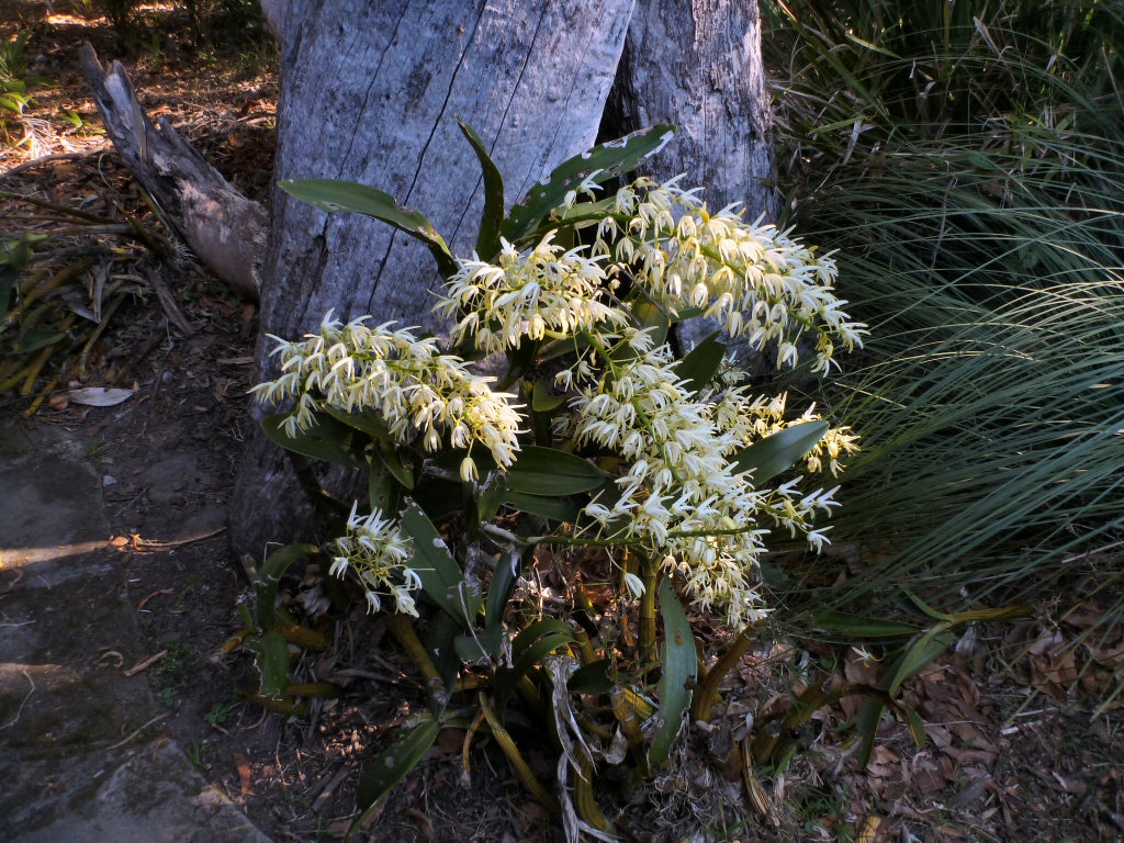 Dendrobium speciosum (Rock Orchid)