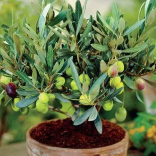 Olea europaea ‘Garden Harvest’ (Dwarf Olive Tree)