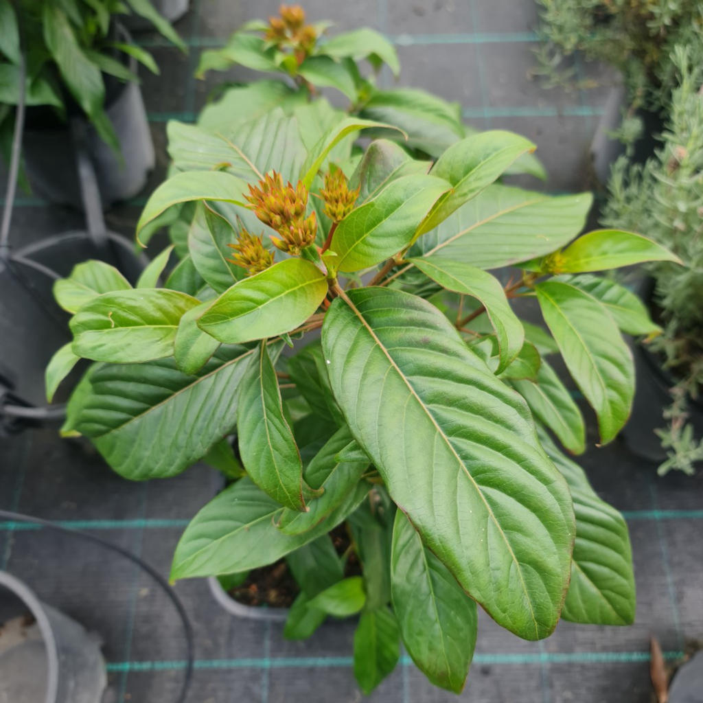 Luculia gratissima ‘Early Dawn’ (Luculia)