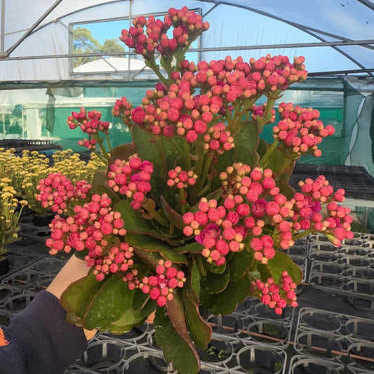 Kalanchoe blossfeldiana ‘Calandiva Adkins’ (Calandiva)
