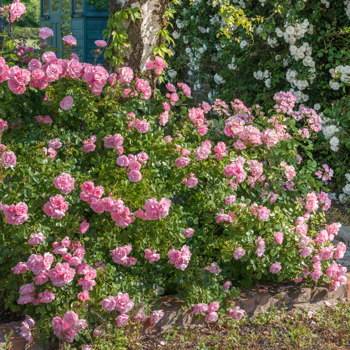Rosa 'Bonica' (Bonica Rose)