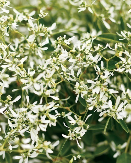 Euphorbia Graminea (Diamond Frost Hanging Baskets)