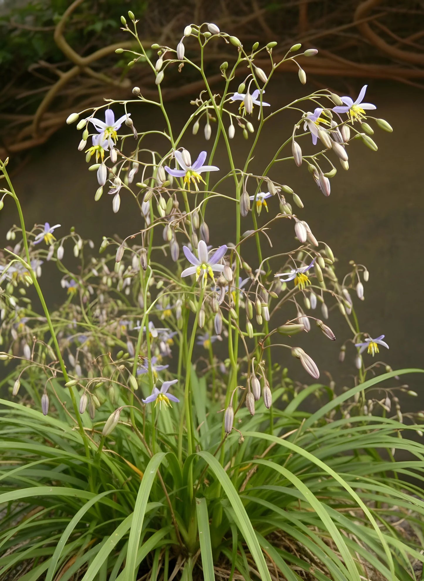 Dianella caerulea ‘Goddess’ – Native Flax