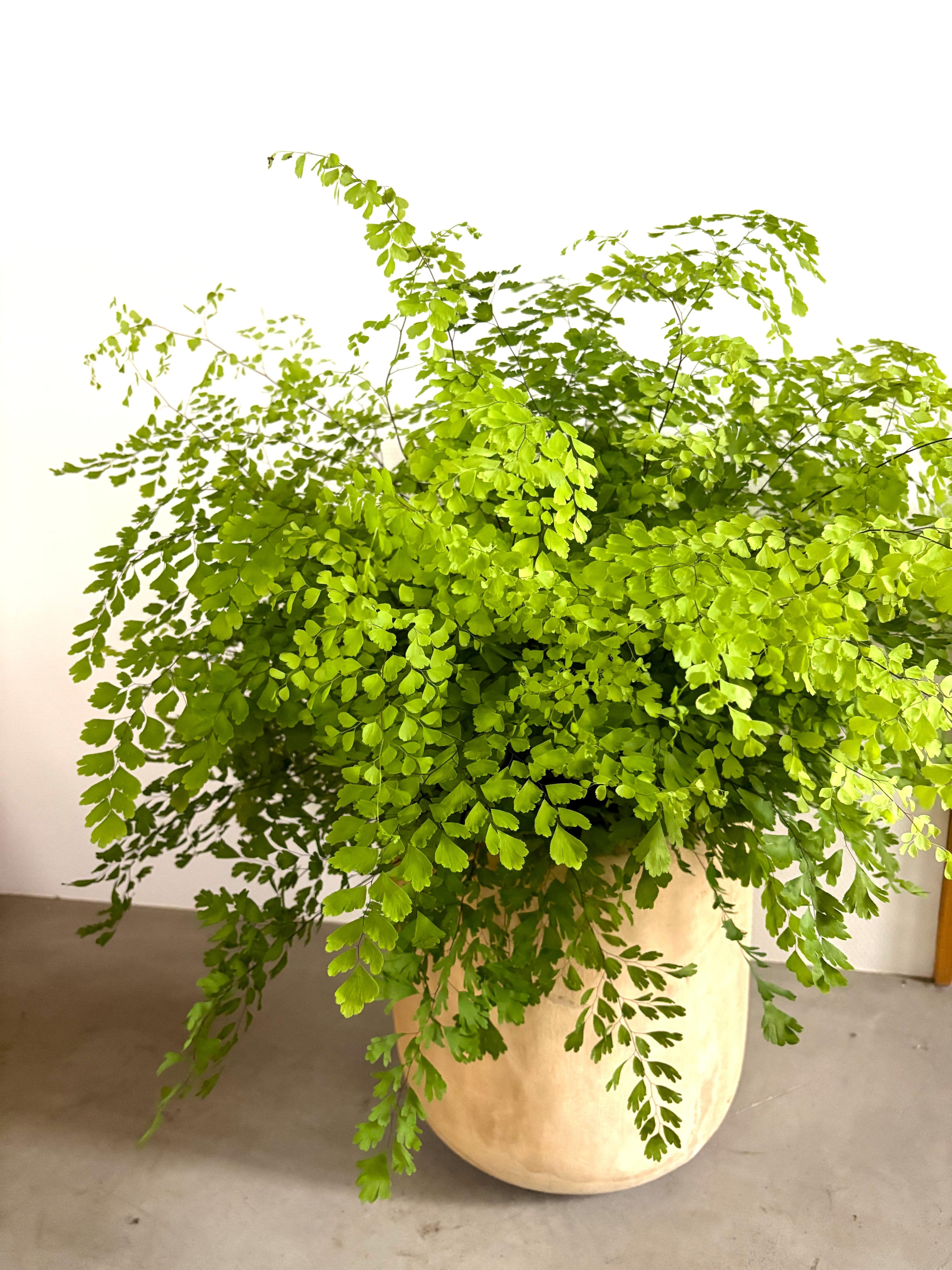 Adiantum Fragrantissimum (Fragrant Maidenhair Fern)