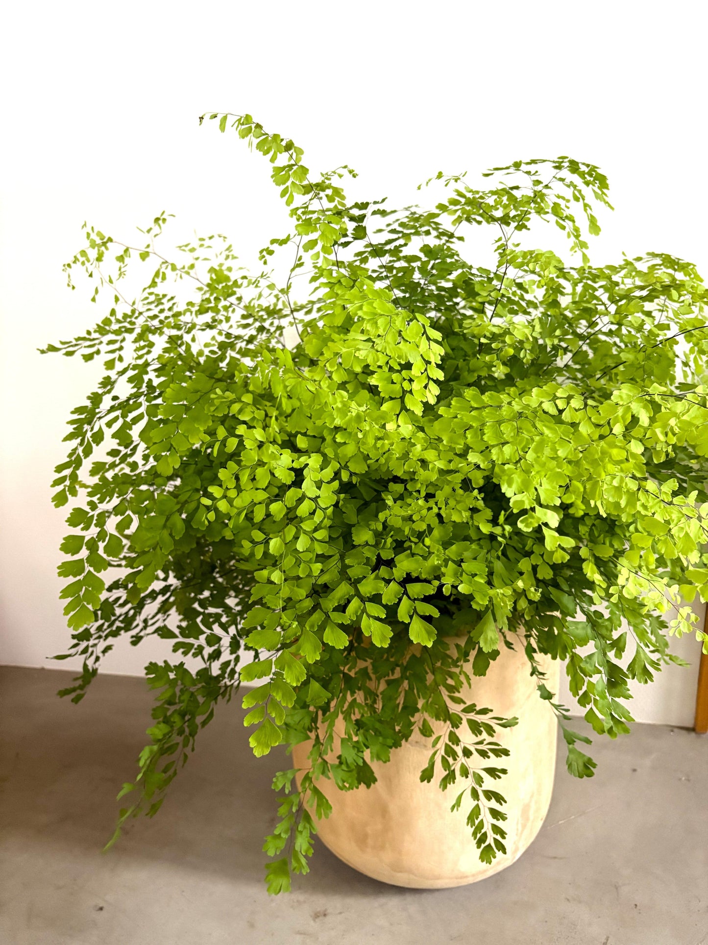 Adiantum Fragrantissimum (Fragrant Maidenhair Fern)