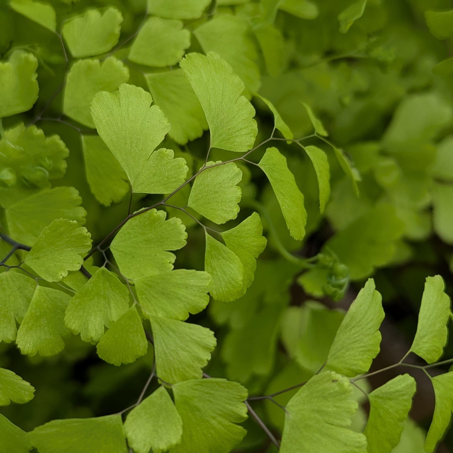 Adiantum Fragrantissimum (Fragrant Maidenhair Fern)