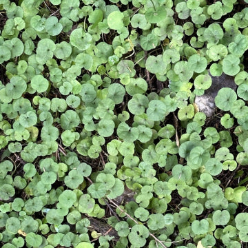 Dichondra Repens (Kidney Weed)