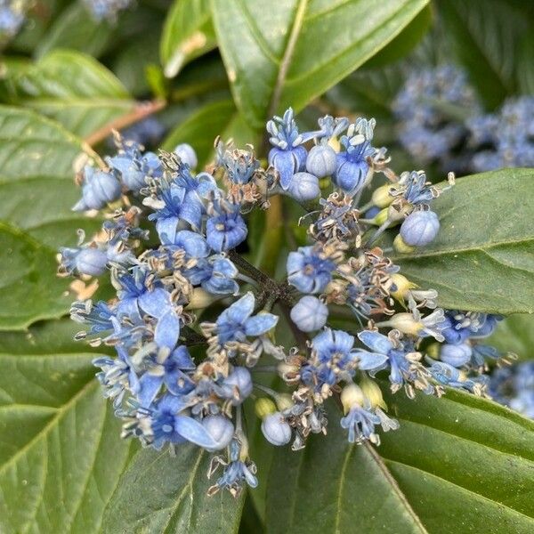 Dichroa versicolor (Evergreen Hydrangea / Blue Evergreen Hydrangea)