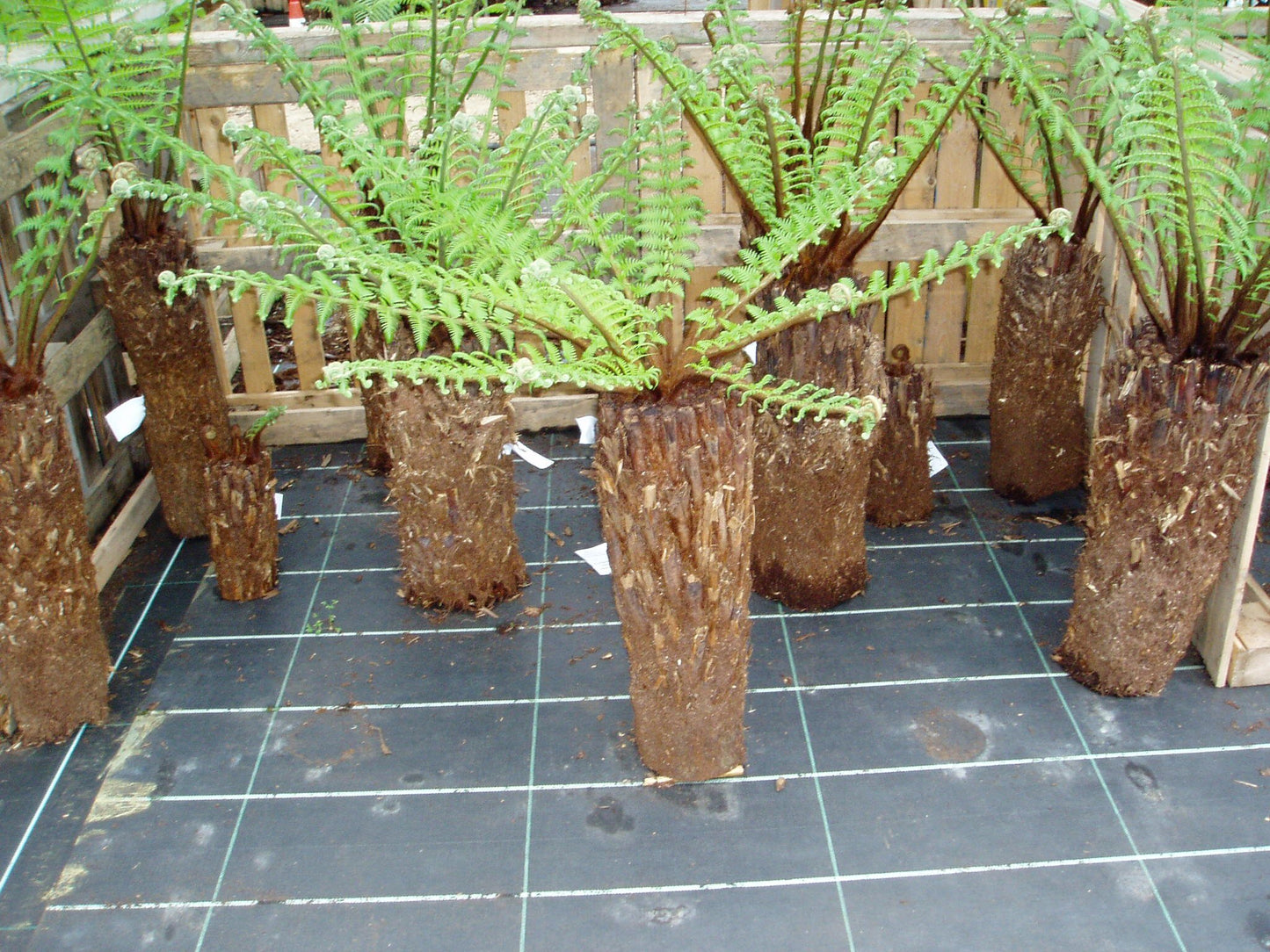 Dicksonia Antarctica Multi (Multi Planted Soft Tree Fern)