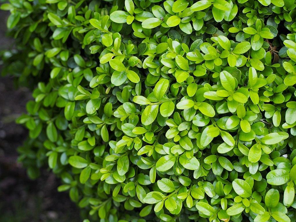 Buxus Microphylla Var. Japonica (Japanese Box Topiary Teardrop)