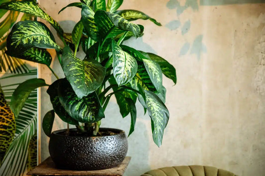Dieffenbachia 'Martha' (Martha / Dumb Cane)