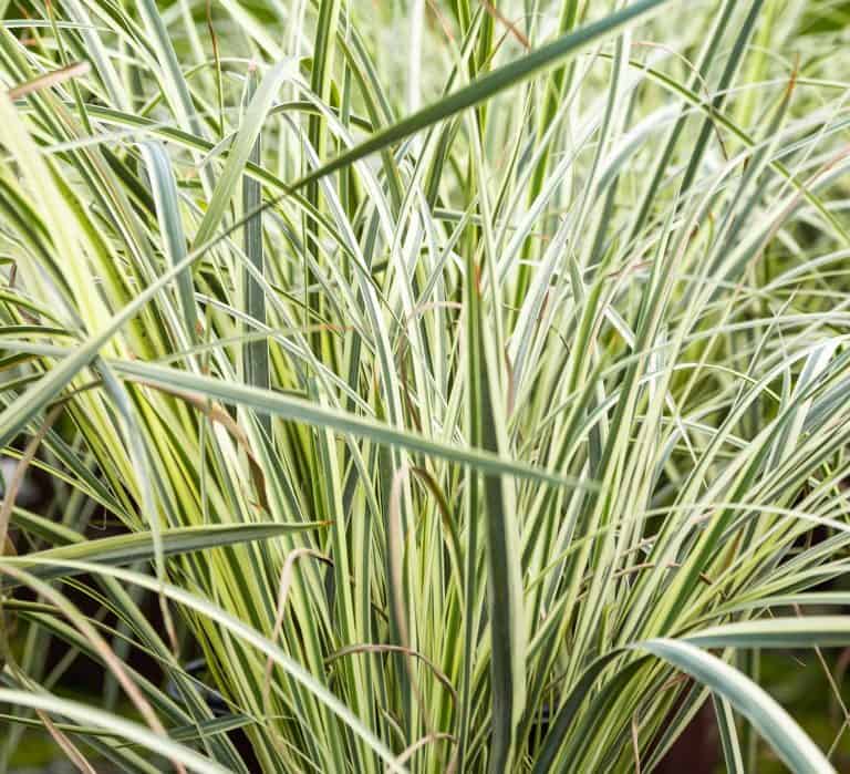 Dietes bicolor ‘Milky Way™’
