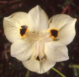 Dietes bicolor (Di2) Fine Divine™