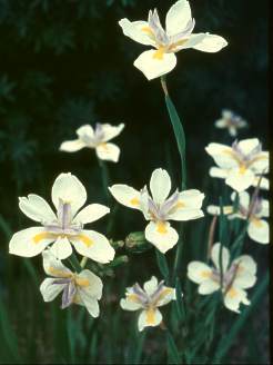 Dietes grandiflora (DI3) ‘Banana Split™’