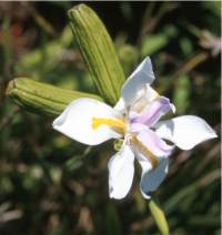 Dietes grandiflora (DI3) ‘Banana Split™’
