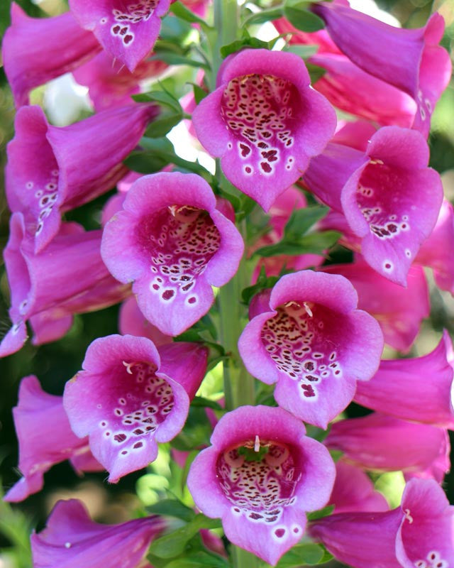 Digitalis purpurea 'Debutante Rose' (Debutante Rose Foxglove)