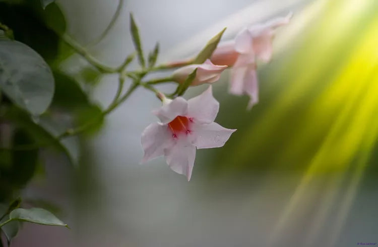 Dipladenia sanderi ‘Rio White’ (Dipladenia Bush)