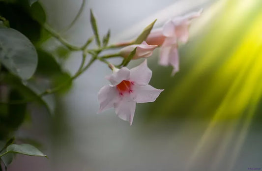 Dipladenia sanderi ‘Rio White’ (Dipladenia Bush)