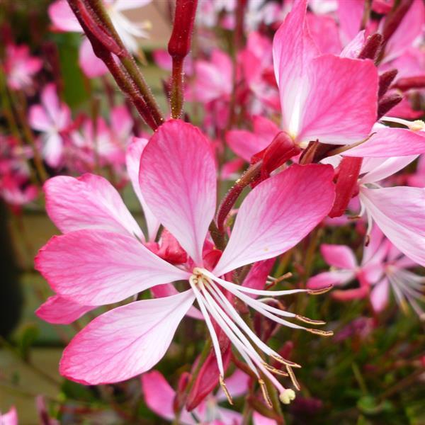 Gaura lindheimeri ‘Little Janie’ – Little Janie Wand Flower