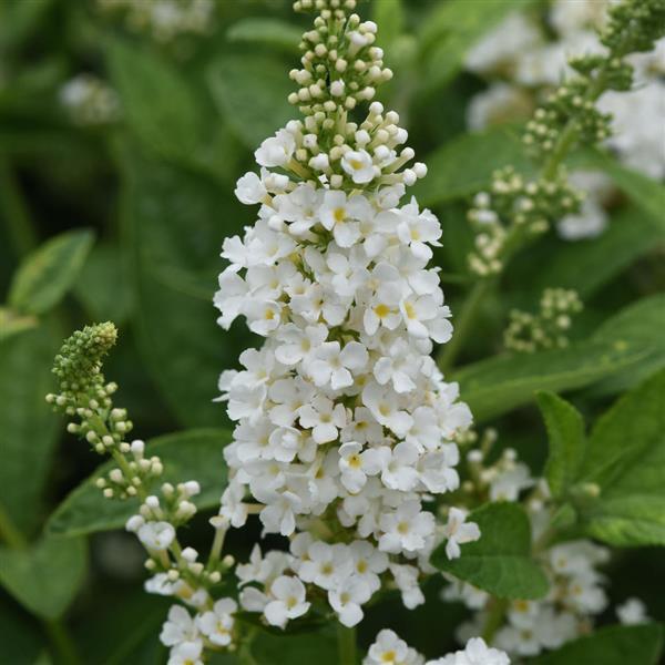 Buddleja ‘Chrysalis White’ (Chrysalis™ White Butterfly Bush)